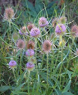 Dipsacus fullonum Pot 9 cm
