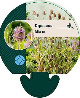 Dipsacus fullonum Pot 9 cm