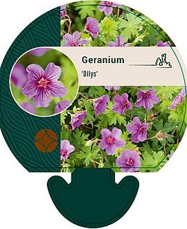 Geranium 'Dilys' Pot 9 cm