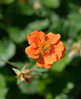 Geum 'Prinses Juliana' Pot 9 cm