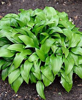 Hosta lancifolia Pot 9 cm