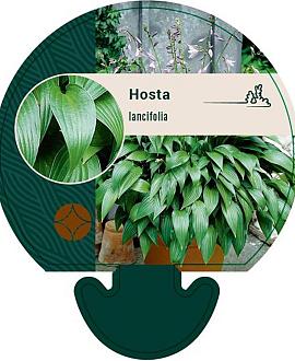Hosta lancifolia Pot 9 cm