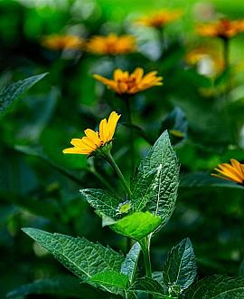 Helianthus dec. 'Capenoch Star' Pot 9 cm