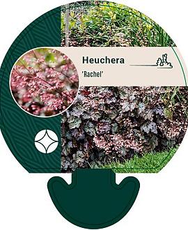 Heuchera 'Rachel' Pot 9 cm