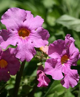 Incarvillea delavayi Pot 9 cm