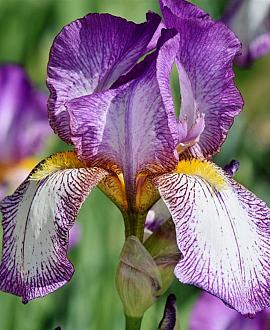 Iris sib. 'Sparkling Rose' Pot 9 cm