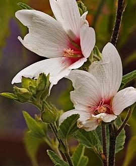 Lavatera 'Barnsley' Pot 9 cm