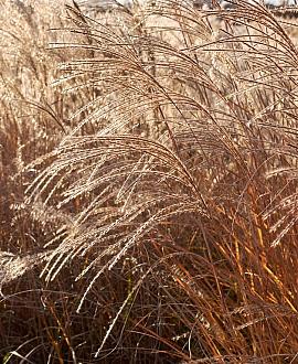 Miscanthus sin. 'Kleine Silbersp.' Pot 2 Liter