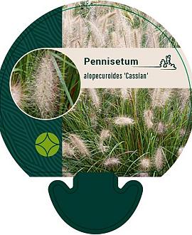 Pennisetum al. 'Cassian' Pot 9 cm