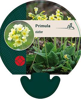 Primula elatior Pot 9 cm