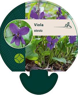 Viola odorata Pot 9 cm