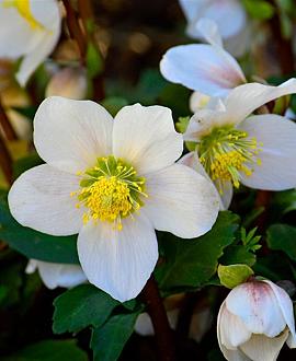 Helleborus n. 'Mont Blanc' Pot 2,5 Liter