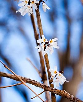 Abeliophyllum distichum Pot 5 Liter 80 - 100 cm