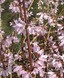 Abeliophyllum distichum 'Roseum' Pot 5 Liter 80 - 100 cm