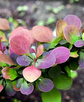 Berberis thunb. 'Atropurpurea' Losse wortel 40 - 60 cm