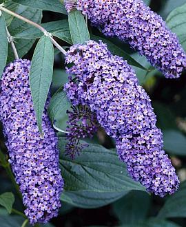Buddleja d. 'Nanho Blue' Pot 10 liter
