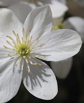 Clematis armandii Pot 2 Liter
