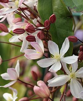 Clematis arm. 'Apple Blossom' Pot 2 Liter