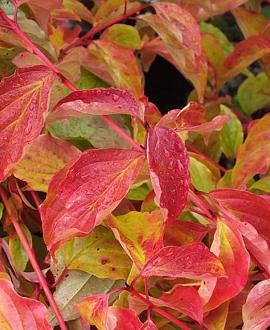 Cornus sang. 'Anny's Winter Orange' Pot 15 liter 100 - 125 cm
