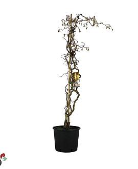 Corylus a. 'Contorta' Pot 12 liter 125 - 150 cm