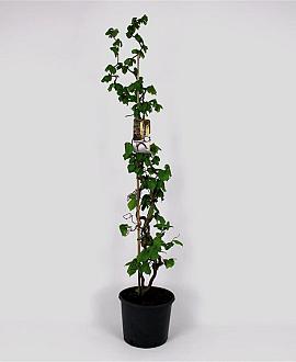 Corylus a. 'Contorta' Pot 12 liter 125 - 150 cm