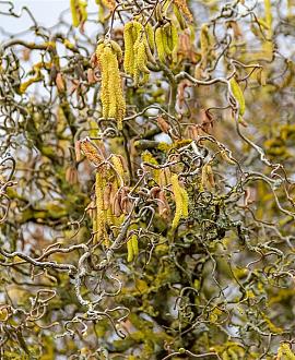 Corylus a. 'Contorta' Pot 12 liter 125 - 150 cm