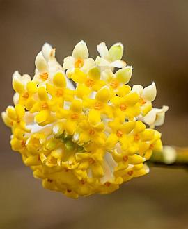 Edgeworthia chrys. 'Grandiflora' Pot 20 Liter 80 - 100 cm