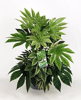 Fatsia japonica 'Spider's Web' Pot 7,5 Liter 