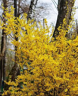 Forsythia int. 'Lynwood' Pot 10 liter 80 - 100 cm