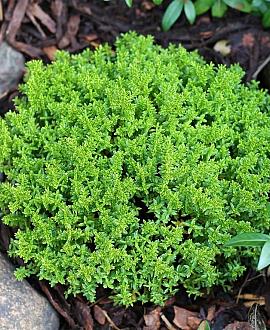 Hebe 'Emerald Gem' Pot 2 Liter