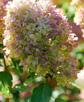 Hydrangea pan. Pinky Winky Pot 2 Liter