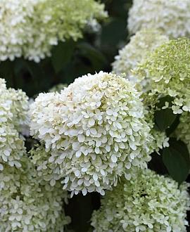 Hydrangea pan. 'Grandiflora' Pot 2 Liter