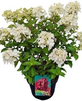 Hydrangea pan. Petite Star Pot 3 Liter 