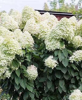 Hydrangea pan. 'Silver Dollar' Pot 2 Liter
