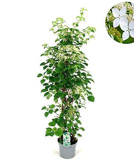 Hydrangea petiolaris Pot 7,5 Liter 80 - 100 cm
