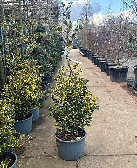 Ilex altacl. 'Golden King' Pot 35 Liter 125 - 150 cm