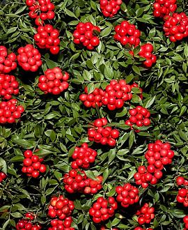 Ilex verticillata Pot 7,5 Liter 80 - 100 cm