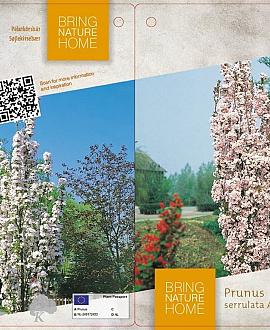 Prunus ser. 'Amanogawa' Pot 35 Liter 200 - 225 cm