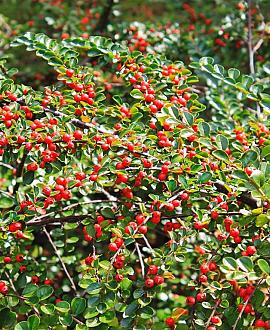Pyracantha cocc. 'Red Column' Pot 2 Liter