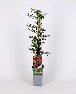 Pyracantha cocc. 'Red Column' Pot 2 Liter