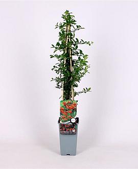 Pyracantha 'Orange Glow' Pot 2 Liter