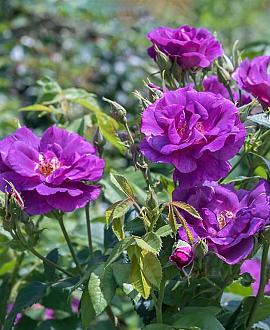 Rosa (P) Rhapsody in Blue Pot 4 Liter 