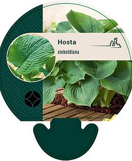 Hosta sieboldiana Pot 9 cm