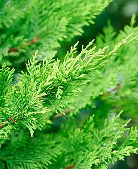 Cupressocyparis leylandii Pot 10 liter 100 - 125 cm