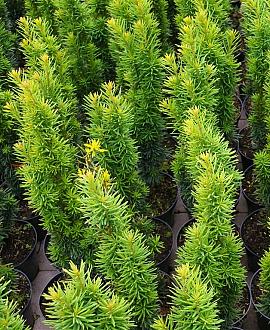 Taxus b. 'Fastigiata' Pot 18 liter 100 - 125 cm