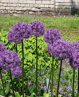 Allium 'Globemaster' Pot 11 cm