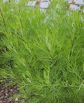 Artemisia abrotanum Pot 9 cm