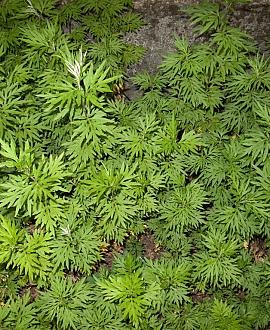 Artemisia vulgaris Pot 9 cm
