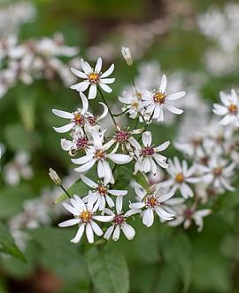 Aster divaricatus 'Eastern Star' Pot 9 cm