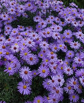 Aster novi-belgii Pot 9 cm